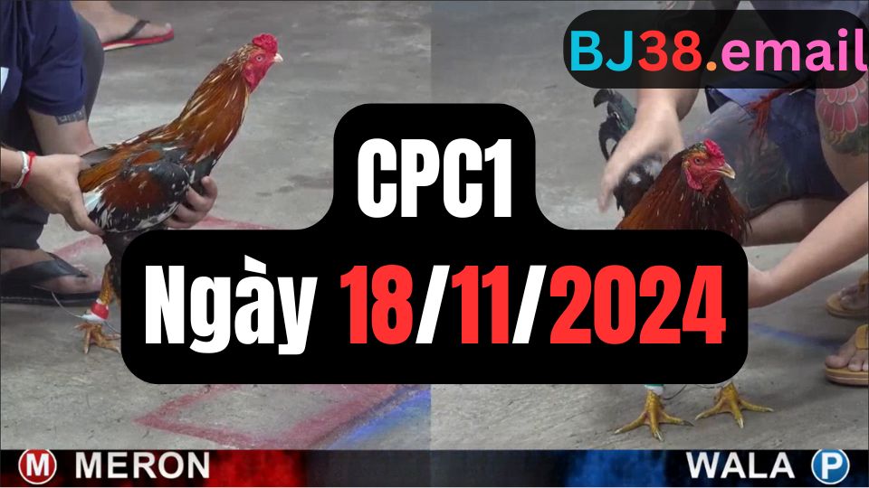 Xem đá gà thomo hôm nay sảnh CPC1 18-11-2024