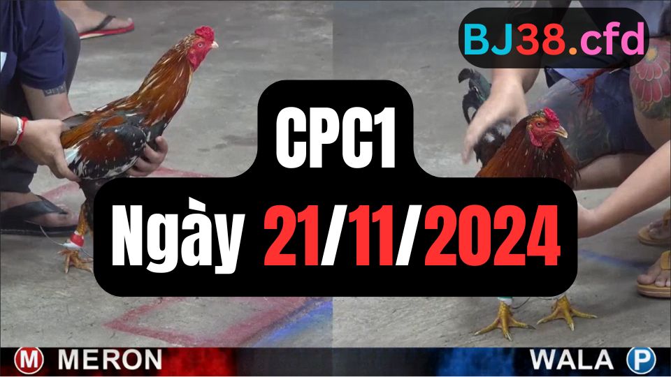 Xem đá gà thomo hôm nay sảnh CPC1 21-11-2024