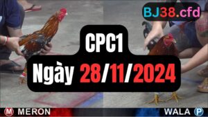 Xem đá gà thomo hôm nay sảnh CPC2 29-11-2024