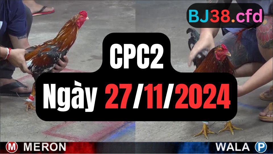 Xem đá gà thomo hôm nay sảnh CPC2 27-11-2024