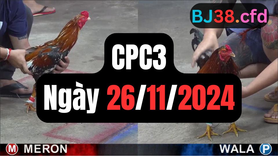 Xem đá gà thomo hôm nay sảnh CPC3 26-11-2024