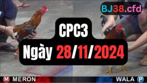 Xem đá gà thomo hôm nay sảnh CPC3 29-11-2024