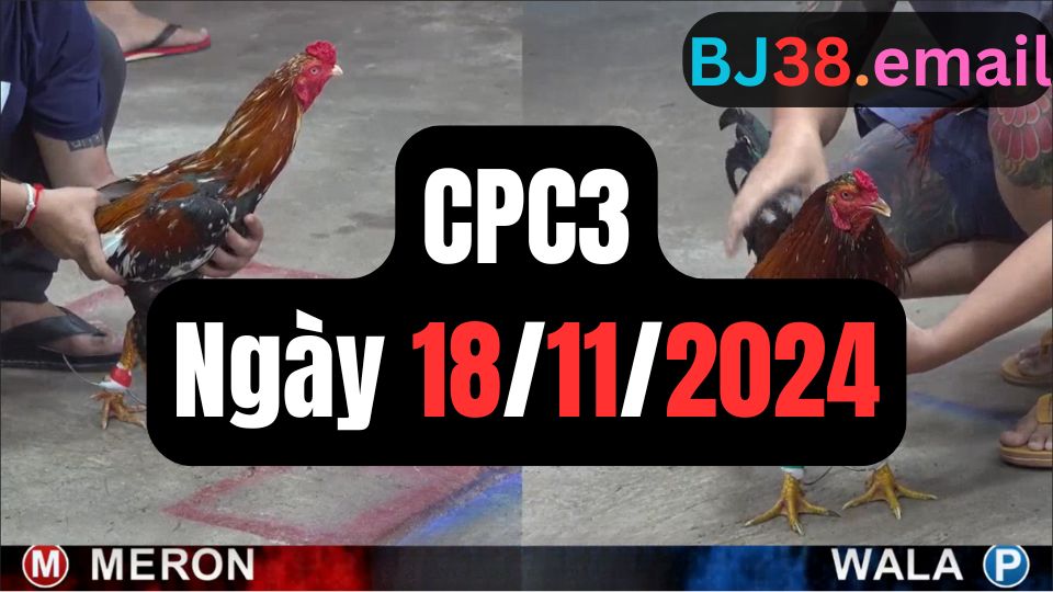 Xem đá gà thomo hôm nay sảnh CPC3 18-11-2024