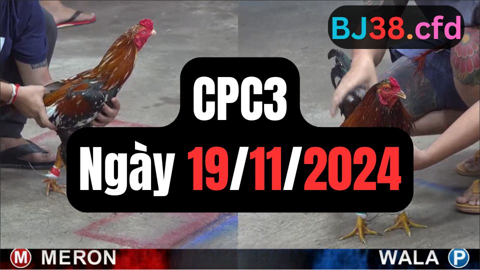 Xem đá gà thomo hôm nay sảnh CPC3 19-11-2024