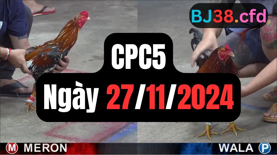 Xem đá gà thomo hôm nay sảnh CPC5 27-11-2024