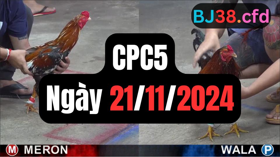 Xem đá gà thomo hôm nay sảnh CPC5 21-11-2024