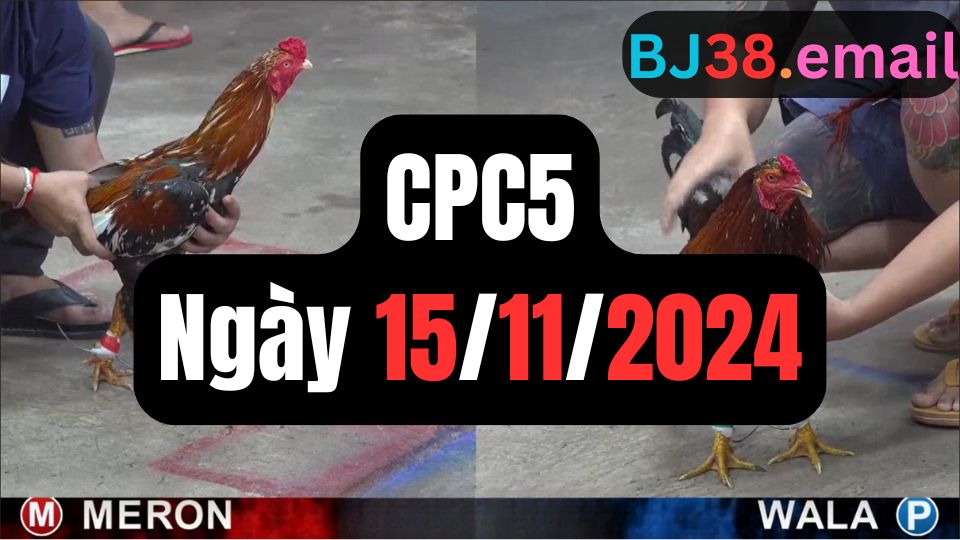 Xem đá gà thomo hôm nay sảnh CPC5 15-11-2024