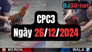 Xem đá gà thomo hôm nay sảnh CPC3 26-12-2024